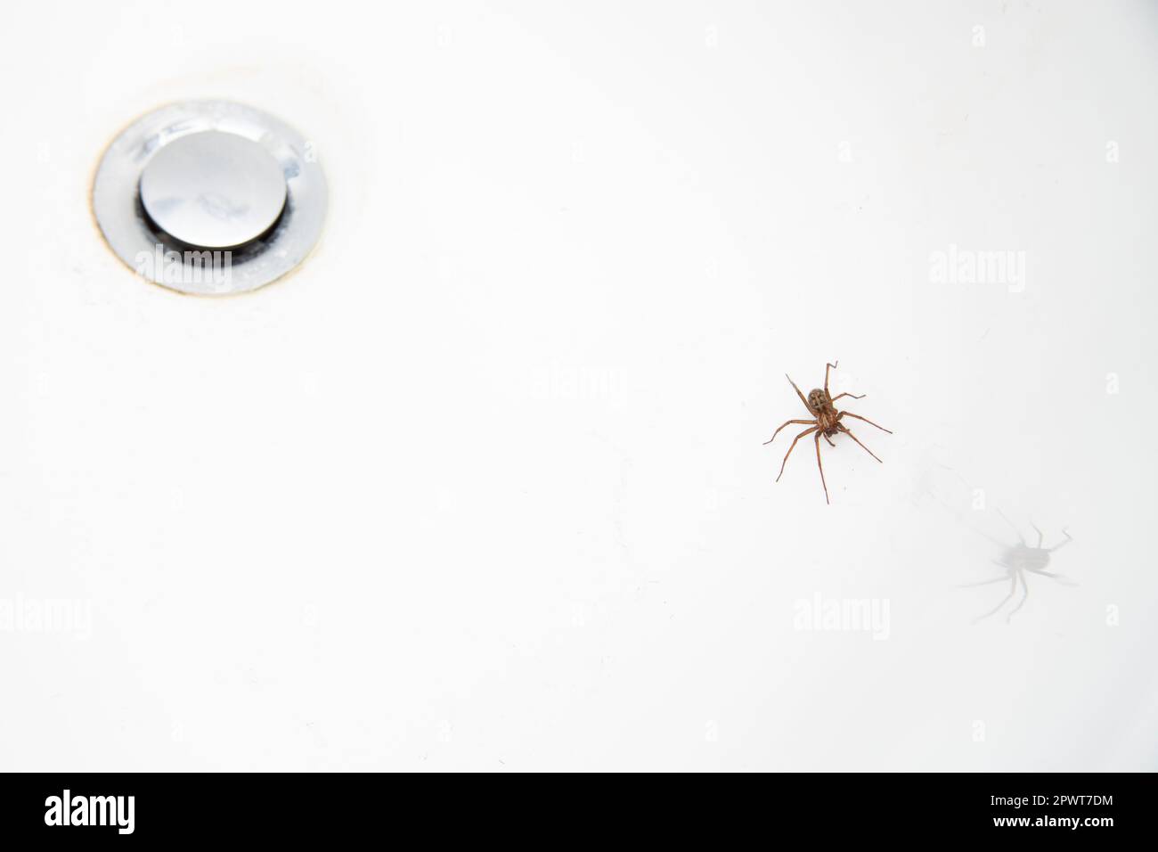 Common house spider in bath tub Stock Photo Alamy