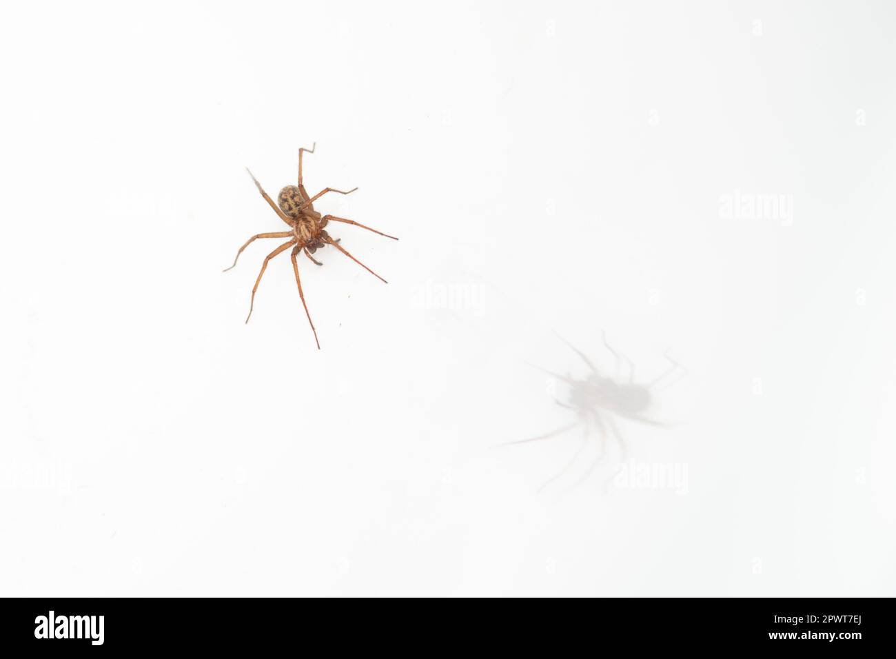 Common house spider in bath tub Stock Photo Alamy