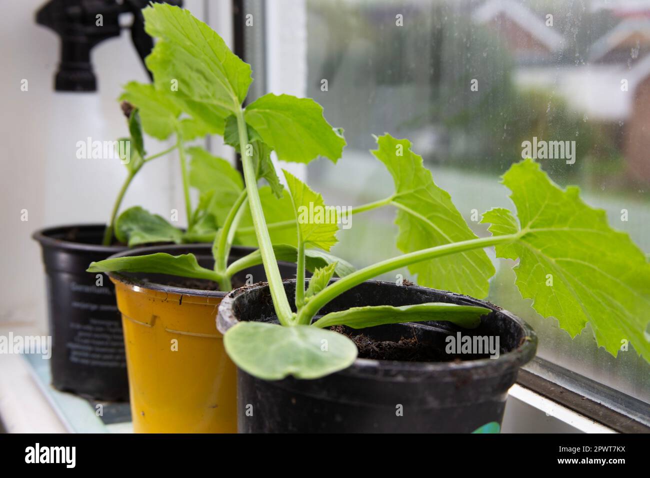 Courgette plants growing in a windowsill Stock Photo