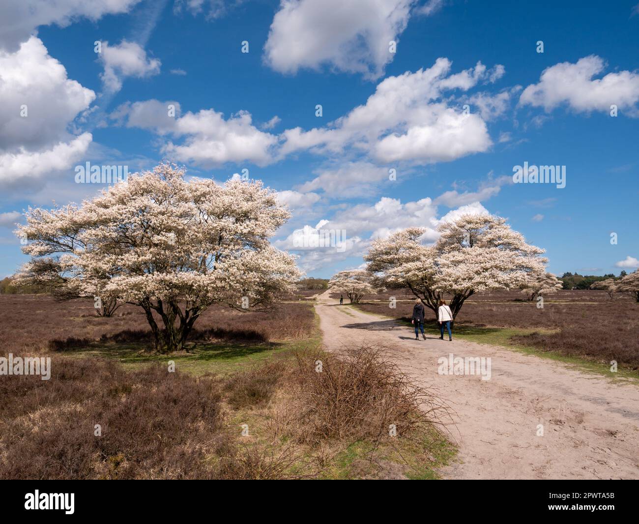 People walking on footpath and flowering snowy mespilus trees, Amelanchier lamarkii, in nature reserve Zuiderheide, North Holland, Netherlands Stock Photo