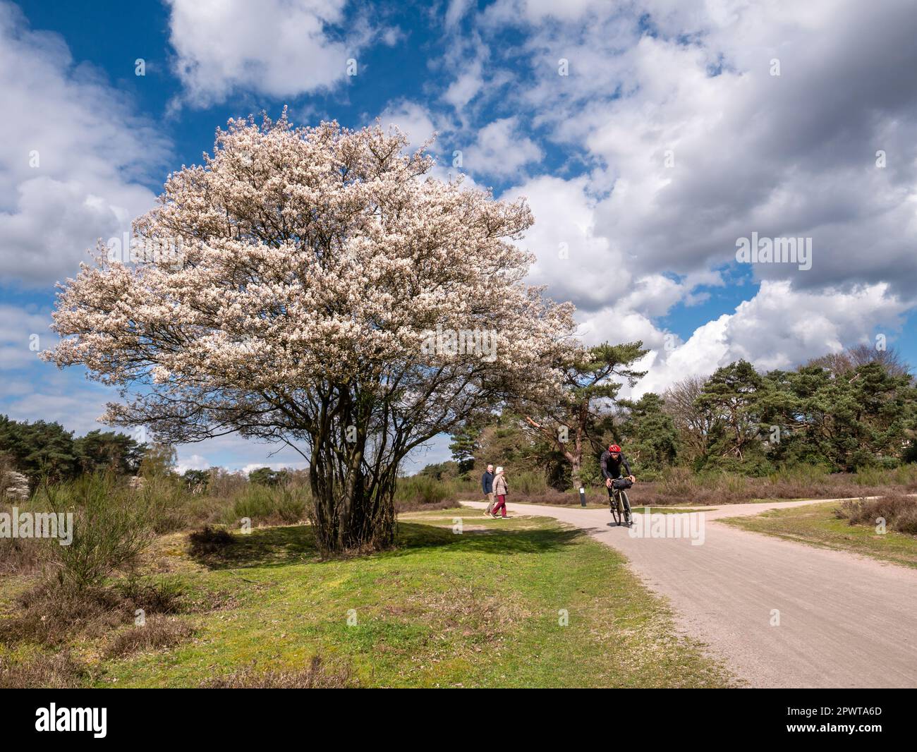 Older couple walking, bicyclist riding on bike path and juneberry tree, Amelanchier lamarkii, in bloom in Zuiderheide nature reserve, het Gooi, Nether Stock Photo