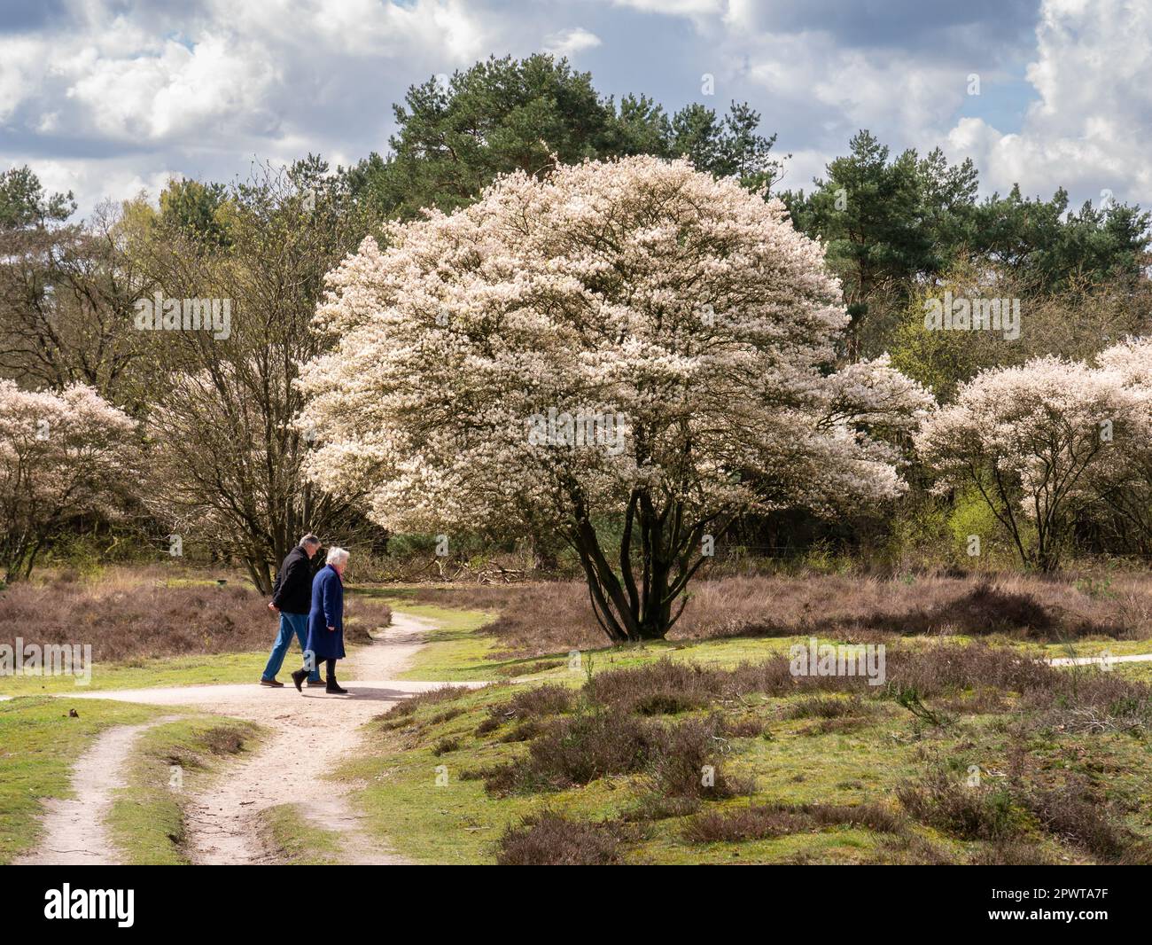 Older couple walking on footpath and juneberry tree, Amelanchier lamarkii, in bloom in Zuiderheide nature reserve, het Gooi, Netherlands Stock Photo