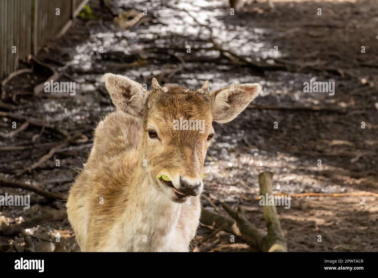 Fallow deer, Dama dama, fawn, young male with antler buttons eating in deer park, Hilversum, Netherlands Stock Photo