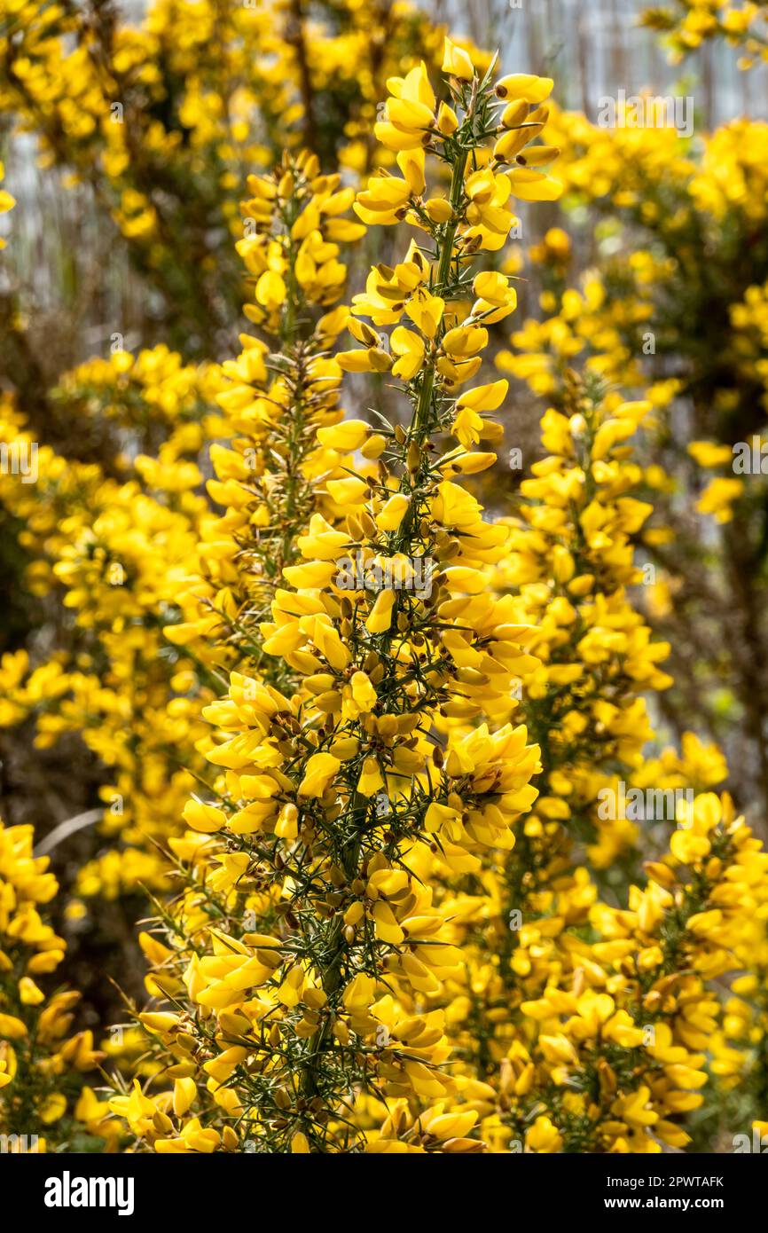 Common gorse, Ulex europaeus, close up of spiny shrub in bloom with yellow flowers in spring, Netherlands Stock Photo