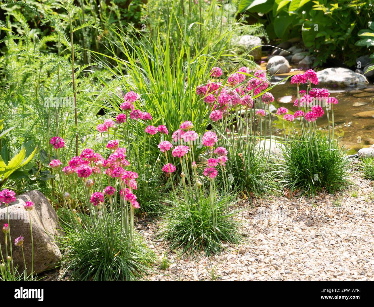 Sea pink or sea thrift, Armeria maritima, group of plants with deep pink flowers in garden, Netherlands Stock Photo