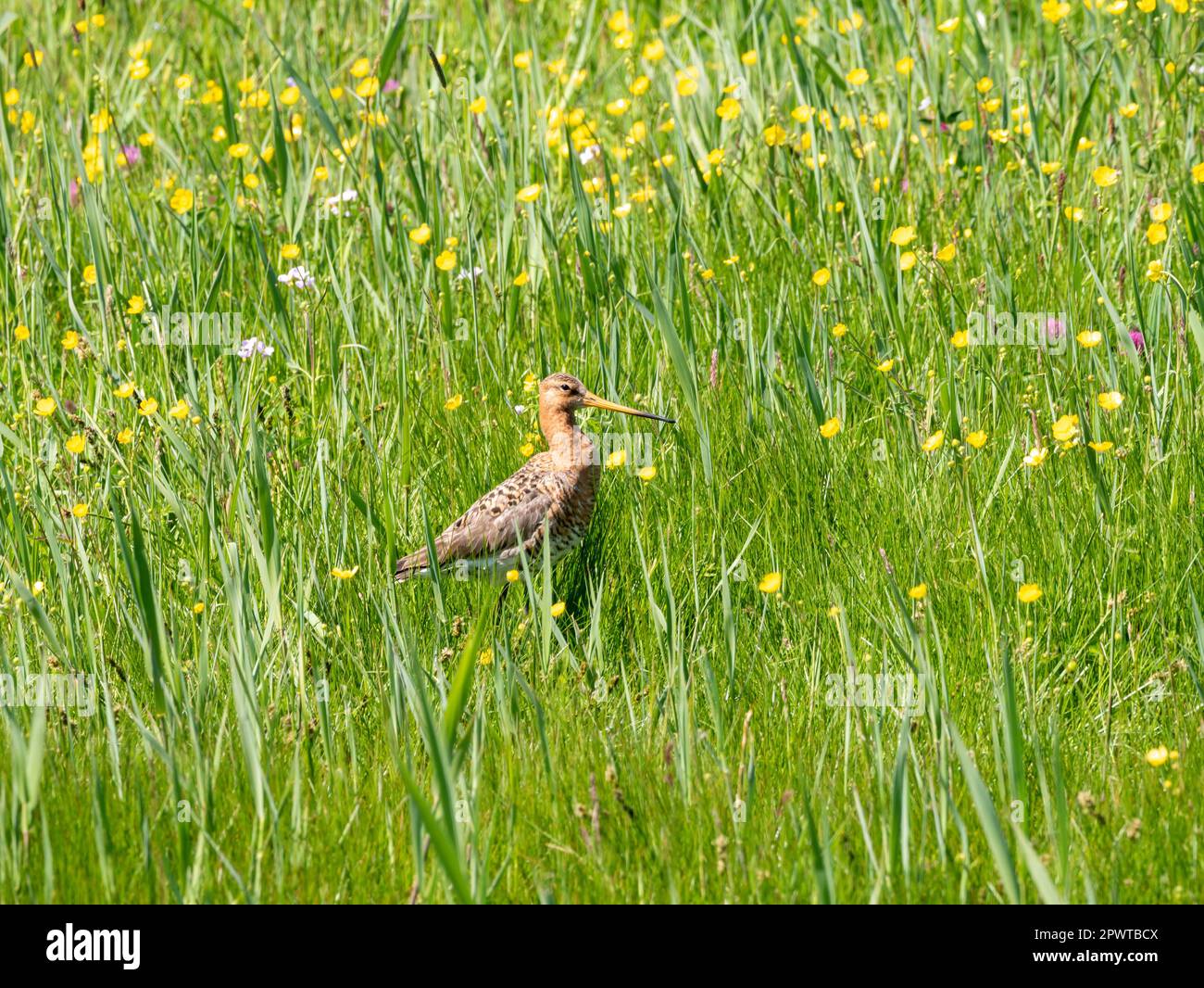 Black-tailed godwit, Limosa limosa, in field with wild flowers in polder Eempolder, Netherlands Stock Photo