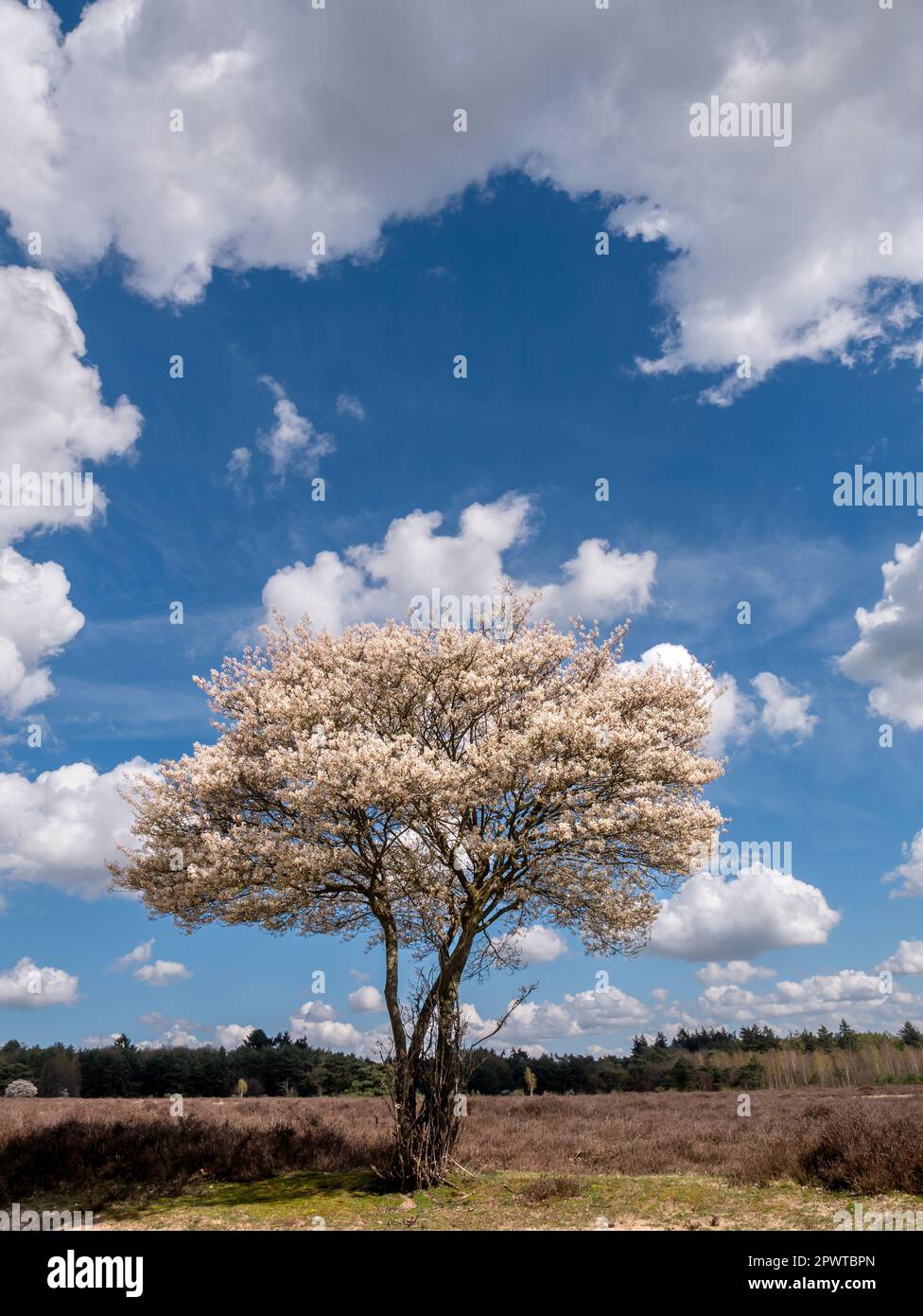 Juneberry or serviceberry tree, Amelanchier lamarkii, in bloom in ...