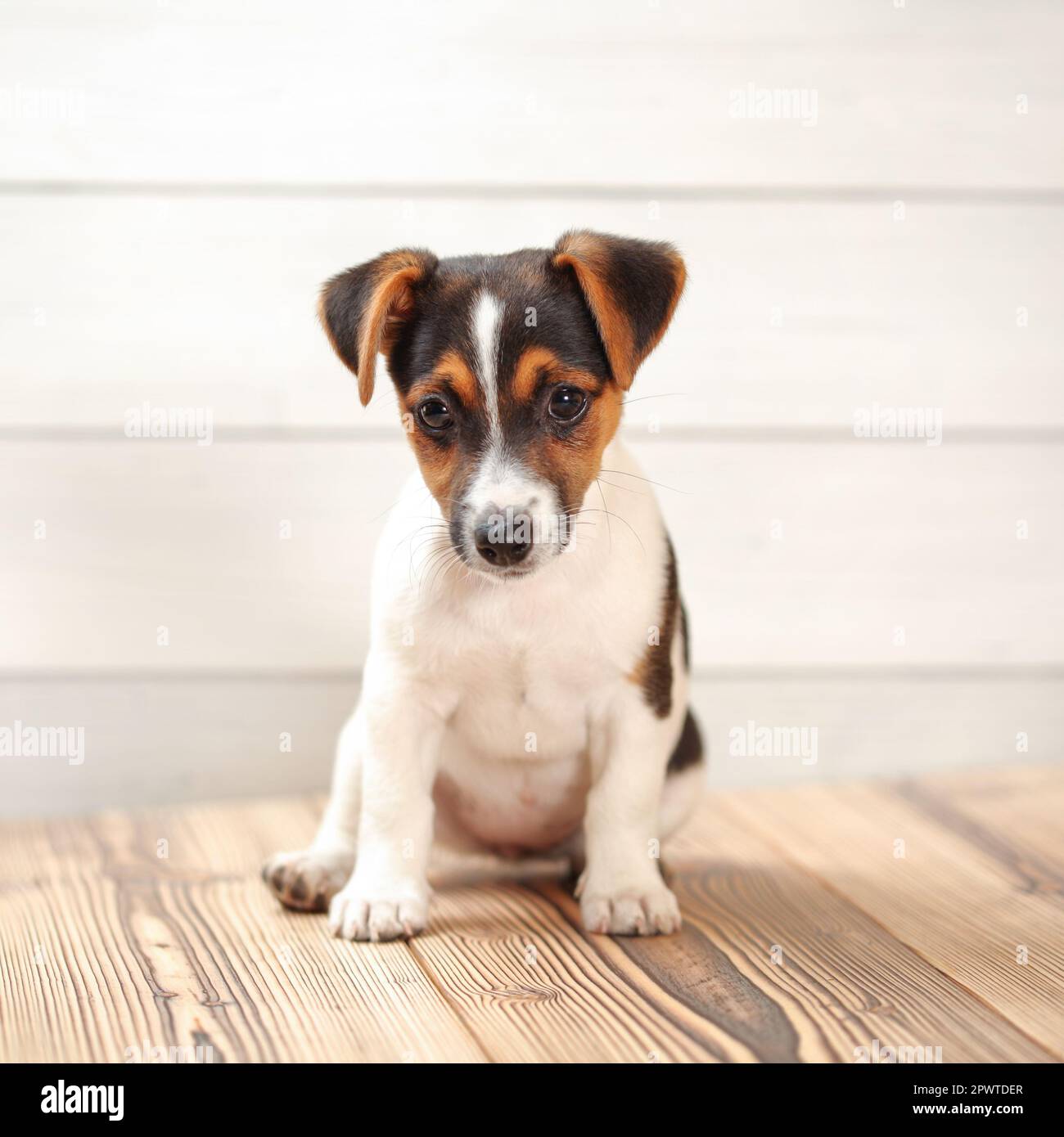 Portrait on wooden boards hi-res stock photography and images - Alamy