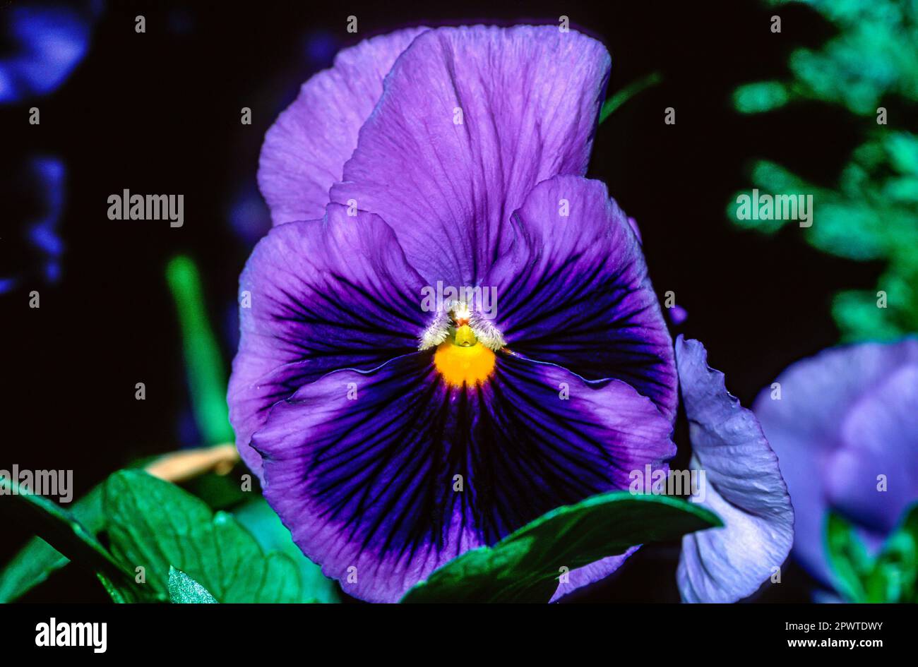 Close-up of the flower of a blue and purple flowering violet Stock Photo