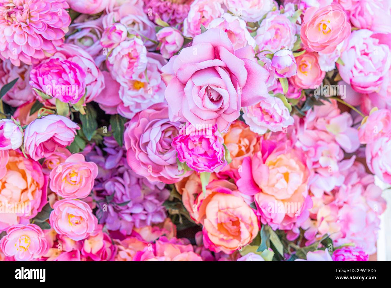 Commercial roses hi-res stock photography and images - Alamy
