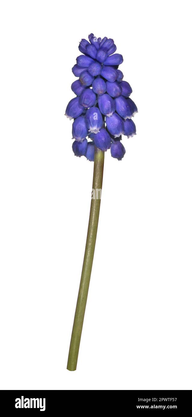 Garden Grape-hyacinth - Muscari armeniacum Stock Photo
