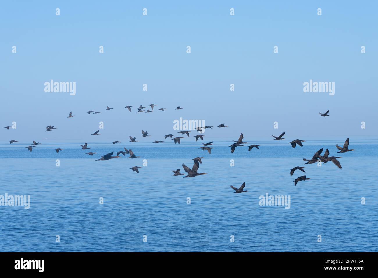 Cape cormorant or Cape shag (Population decreasing) in Walvis Bay  flying over the Atlantic Ocean Stock Photo