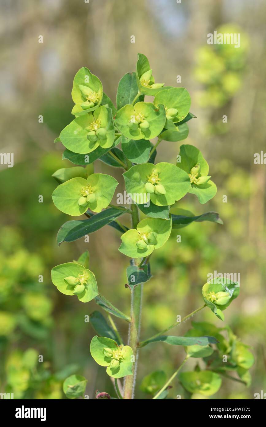 Wood Spurge Euphorbia amygdaloides Stock Photo Alamy