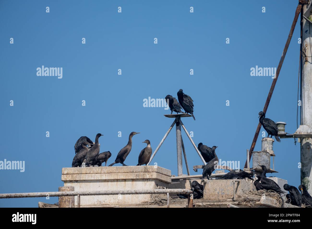Cape cormorant or Cape shag (Population decreasing) in Walvis Bay nest-site on wrecked ship Stock Photo