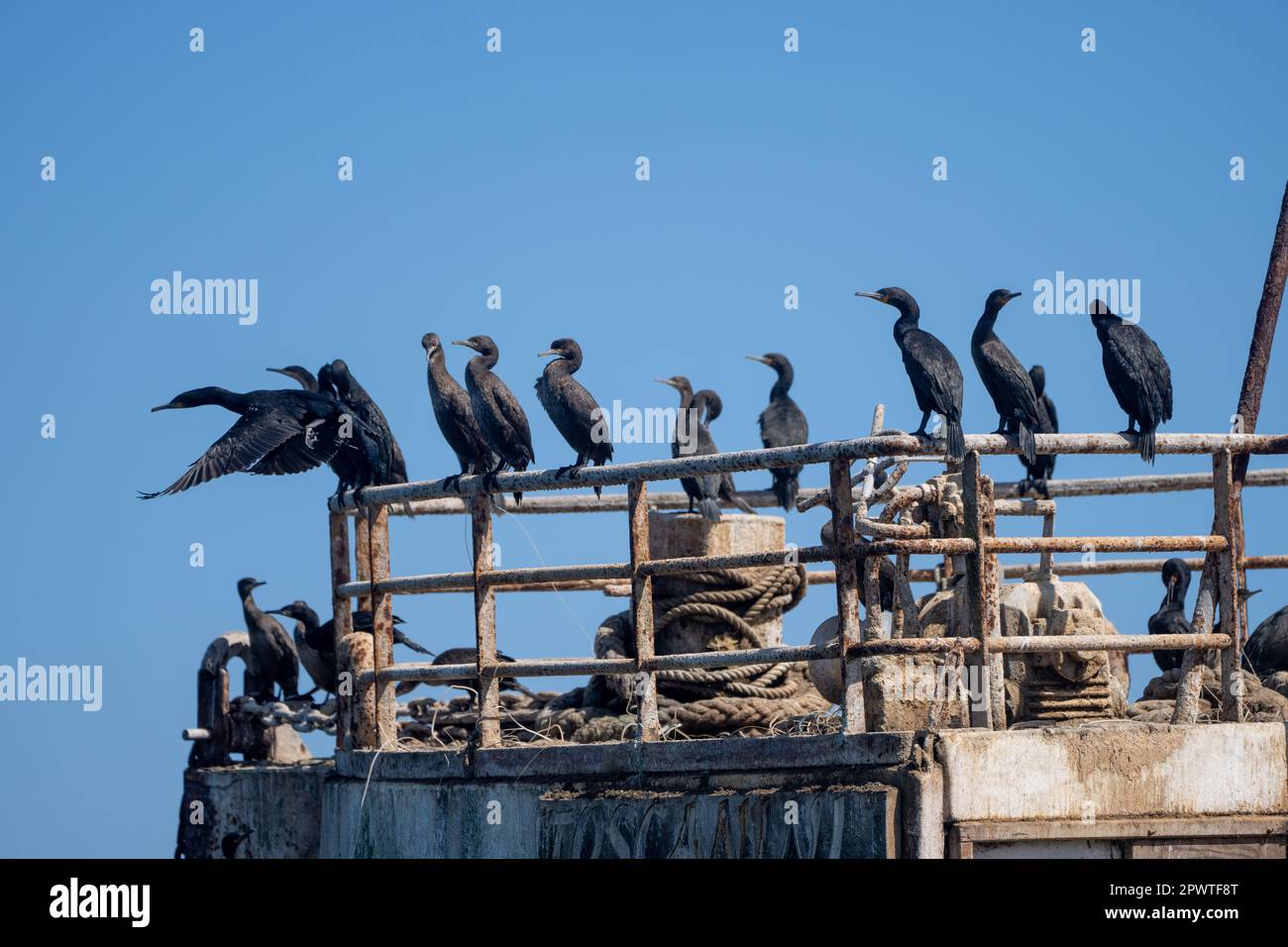 Cape cormorant or Cape shag (Population decreasing) in Walvis Bay nest-site on wrecked ship Stock Photo
