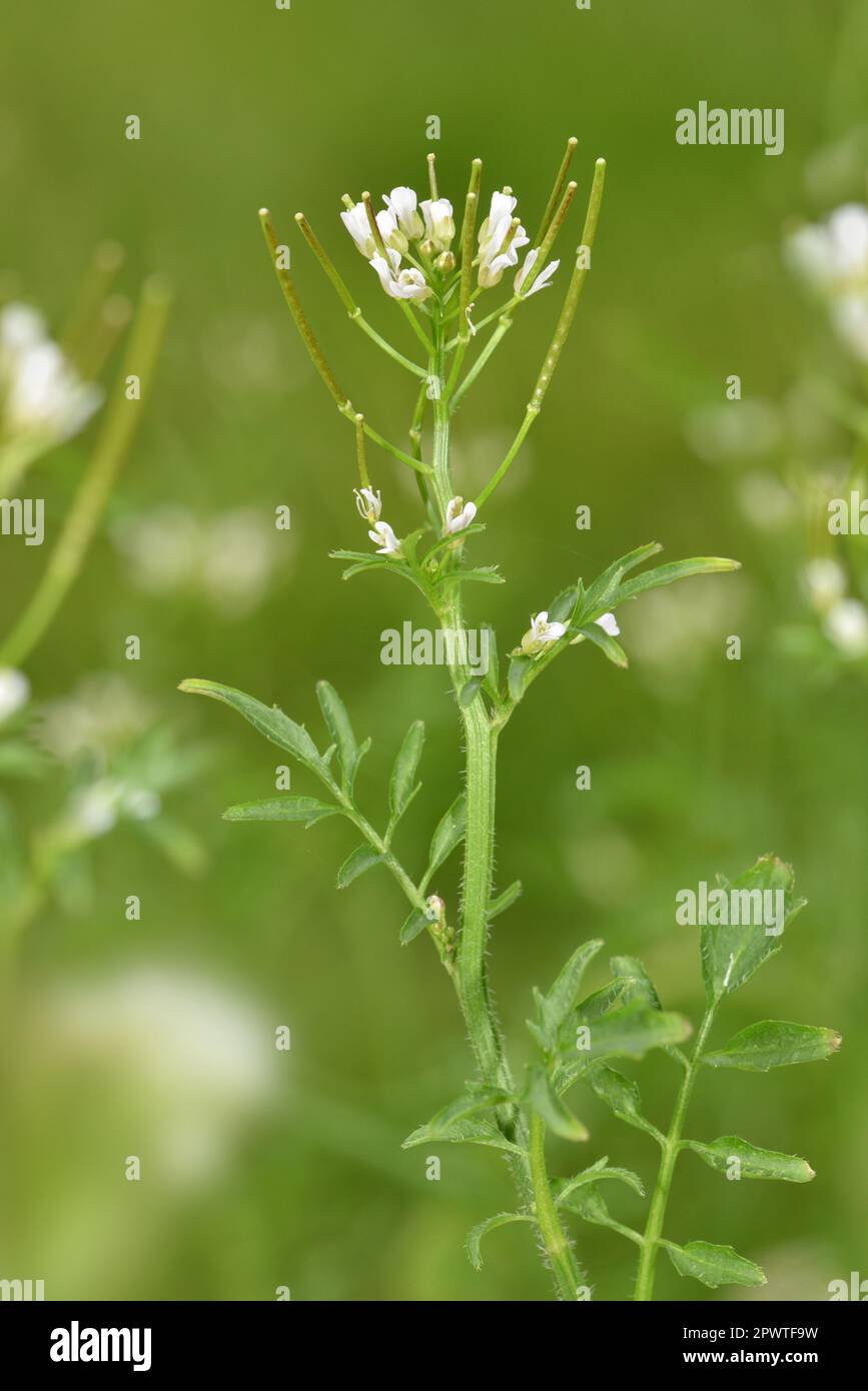 Wavy Bitter-cress - Cardamine flexuosa Stock Photo