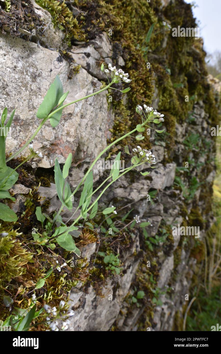 Perfoliate Penny-cress - Microthlaspi perfoliatum Stock Photo