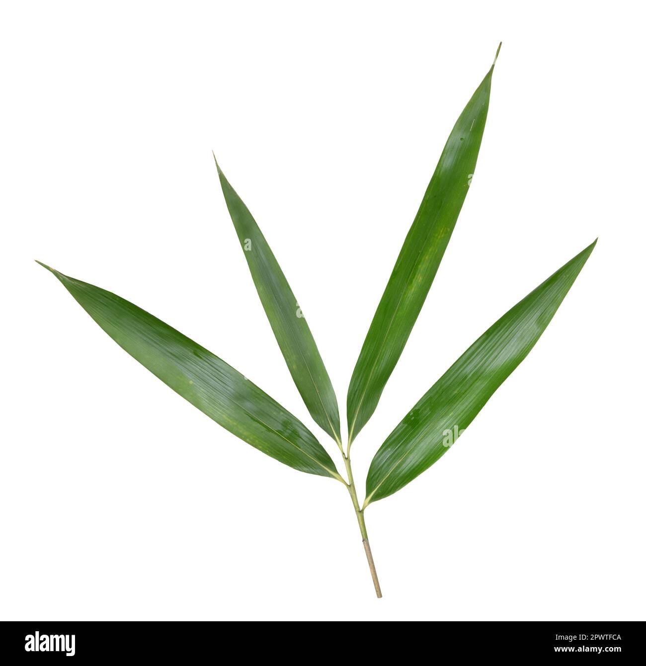Arrow Bamboo - Pseudosasa japonica Stock Photo