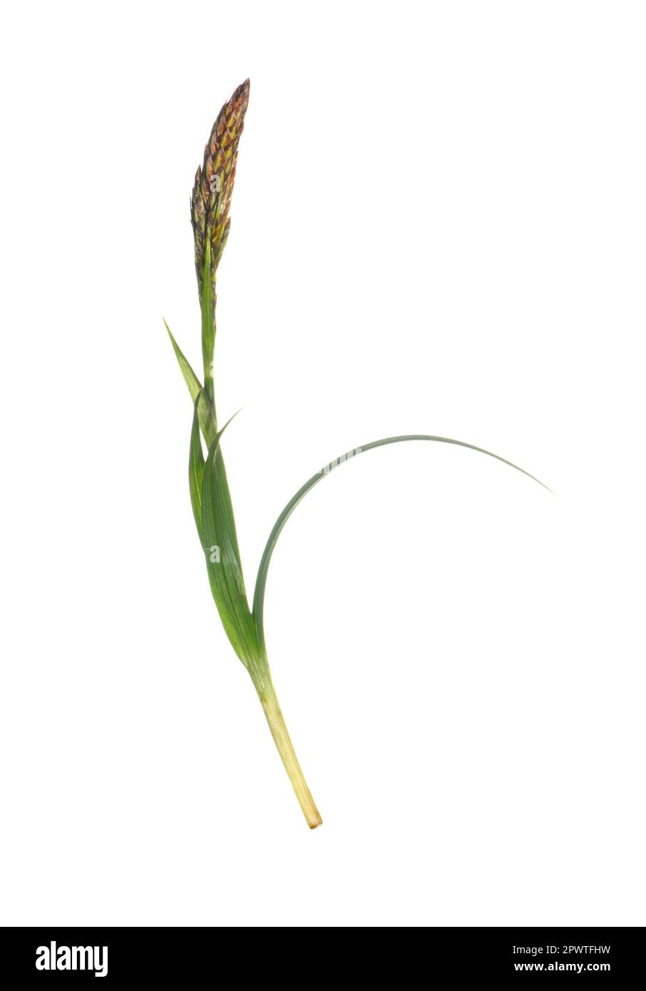 Spring Sedge - Carex caryophyllea Stock Photo