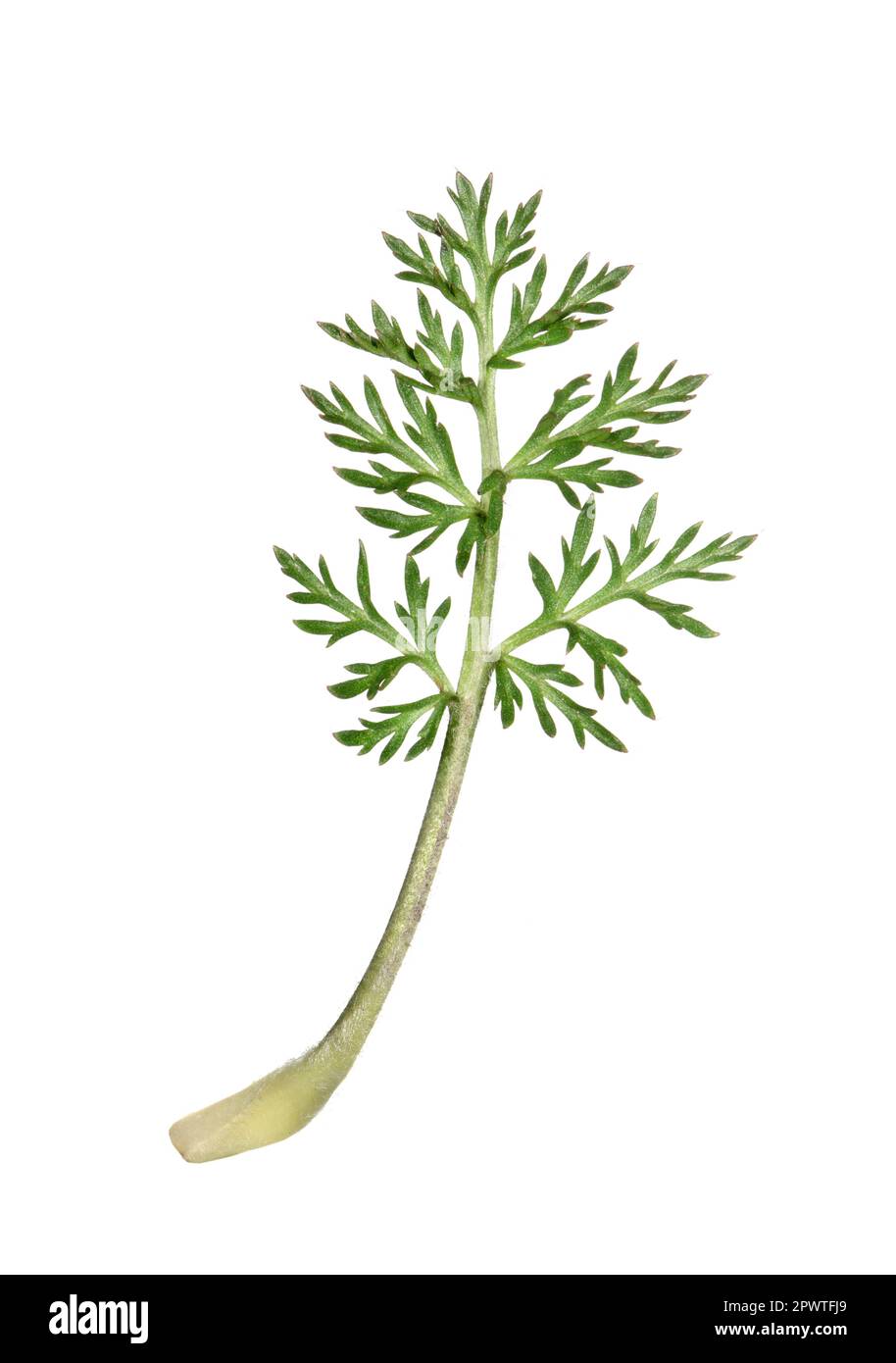 Pasqueflower - Pulsatilla vulgaris Stock Photo