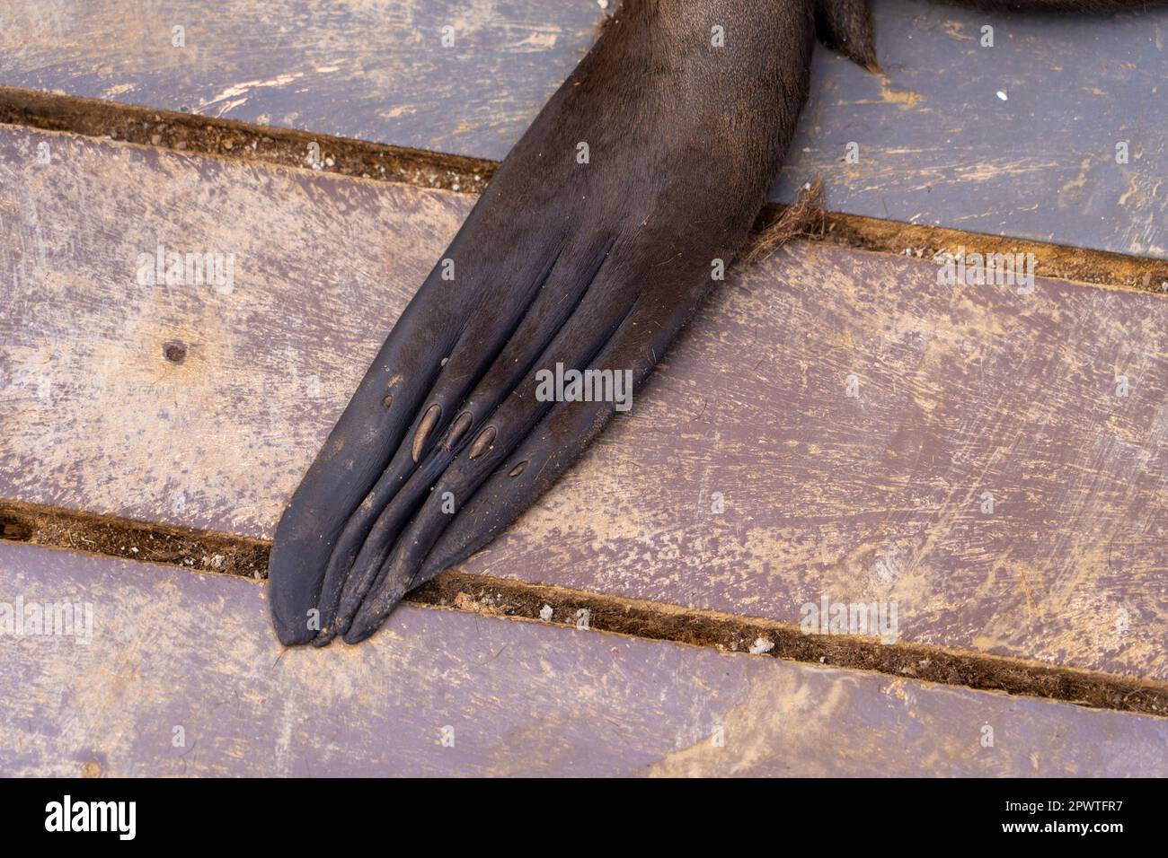 fins of Brown fur seal (Arctocephalus pusillus), also known as the Cape fur seal Stock Photo