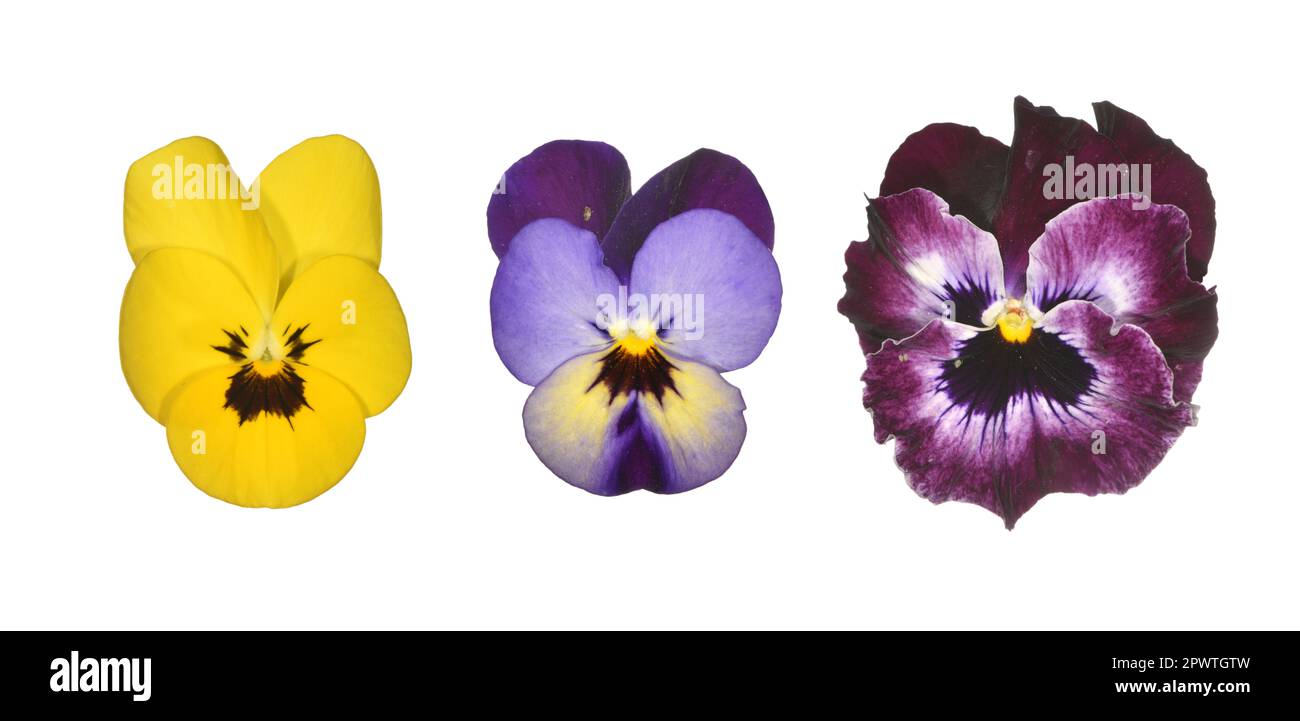 Winter Pansies - Viola species Stock Photo