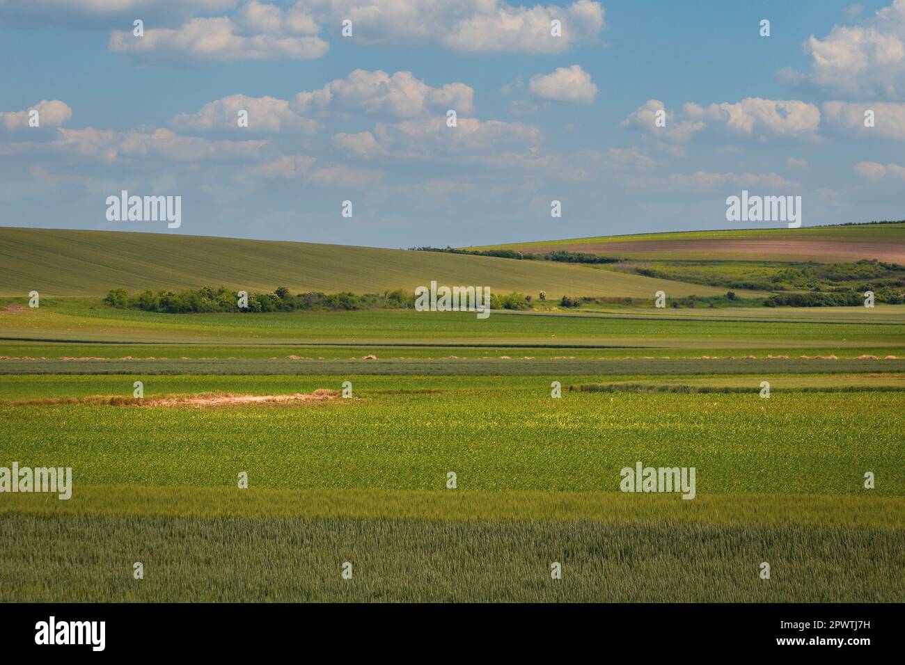 Green grass field with blue sky clouds background in nature Stock Photo ...
