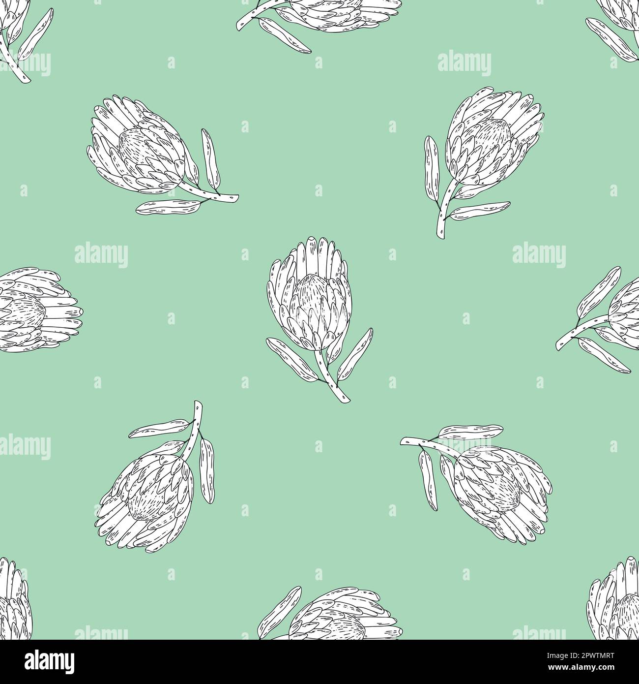 Hand drawn vector seamless pattern line art white flowers king protea ...