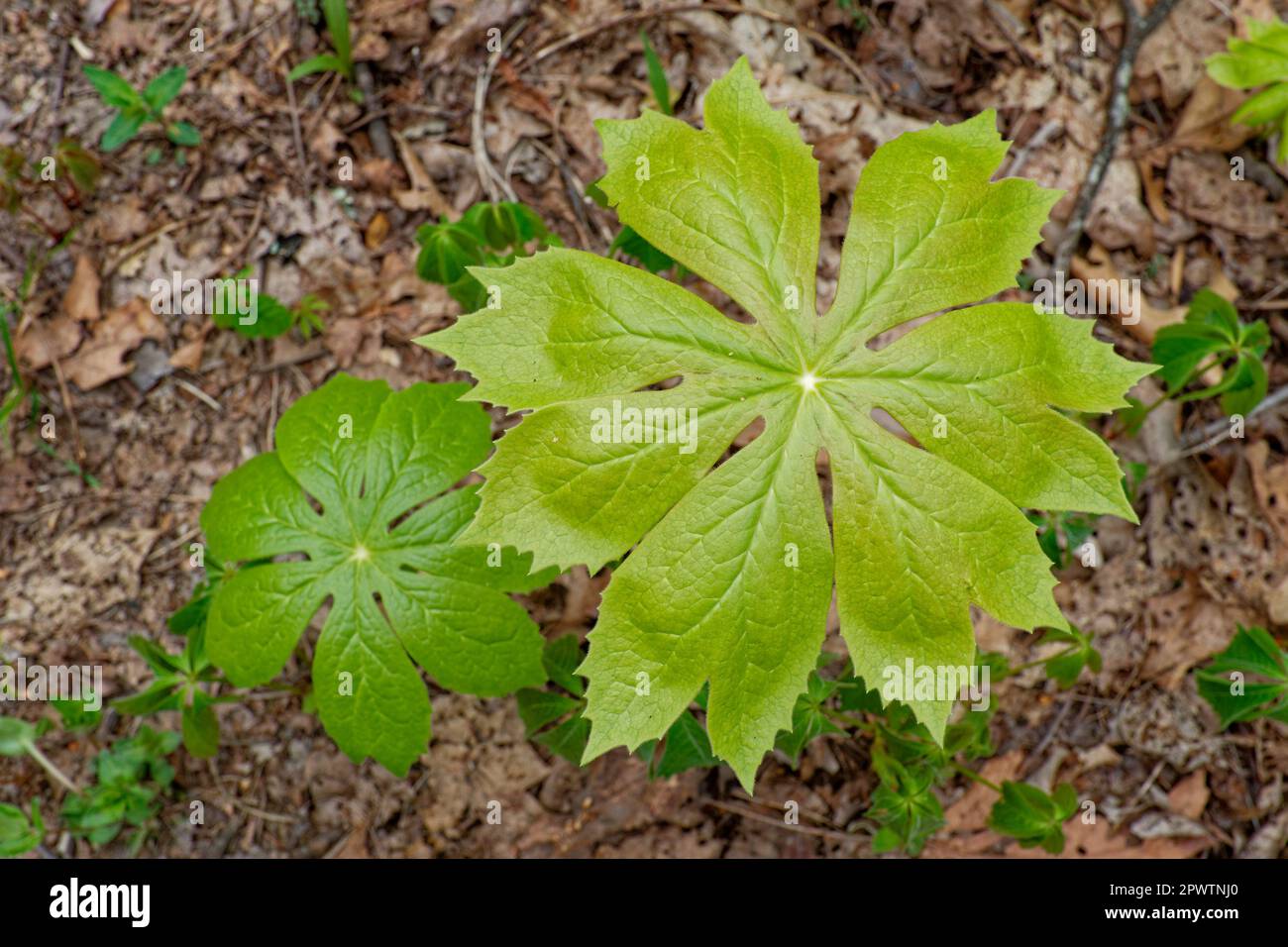 Looking down on the tops of emerging mayapple plants surrounded by fallen leaves in the forest in springtime closeup view Stock Photo
