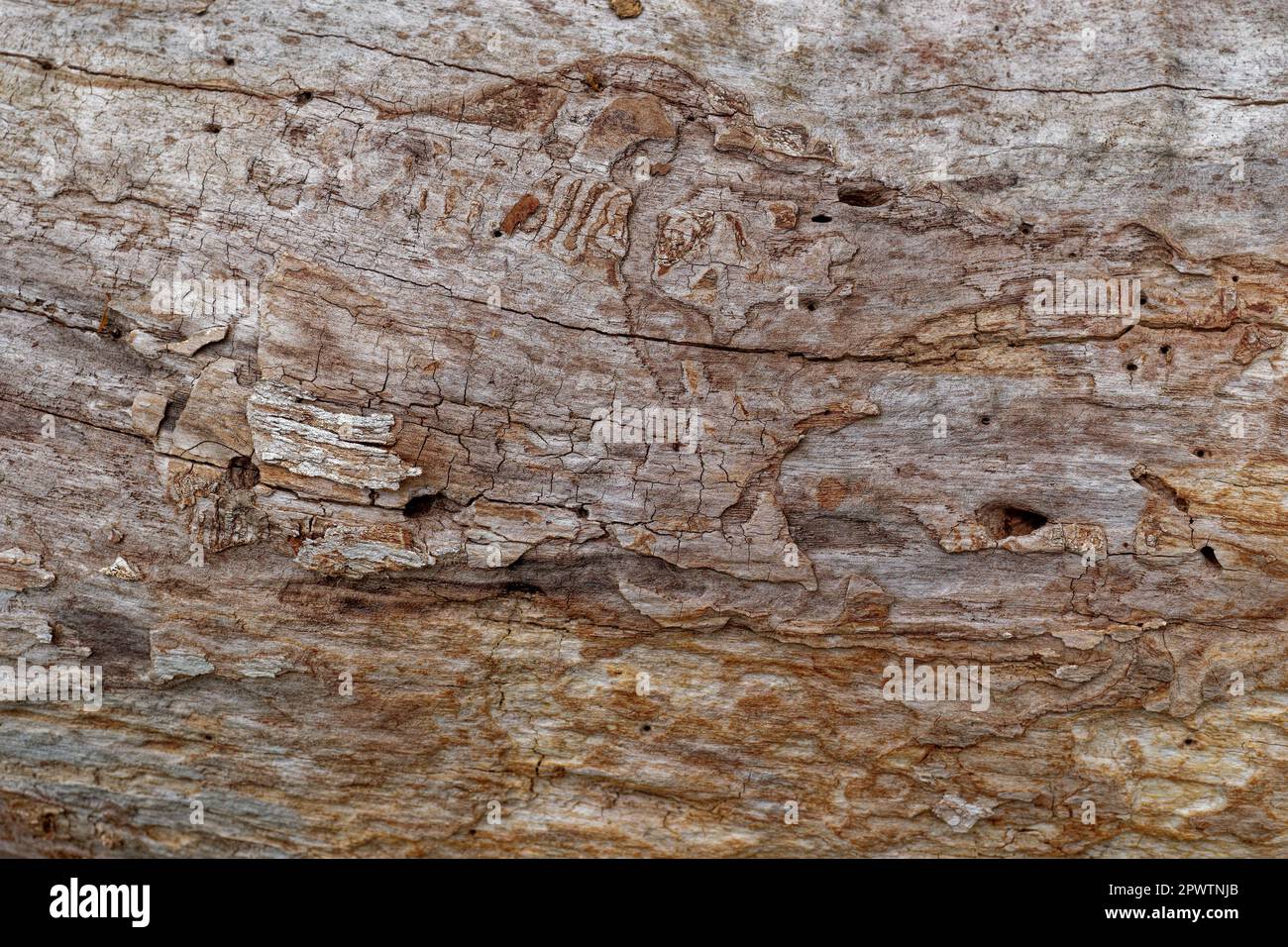 A fallen tree dead raw with no bark with nature taking its course