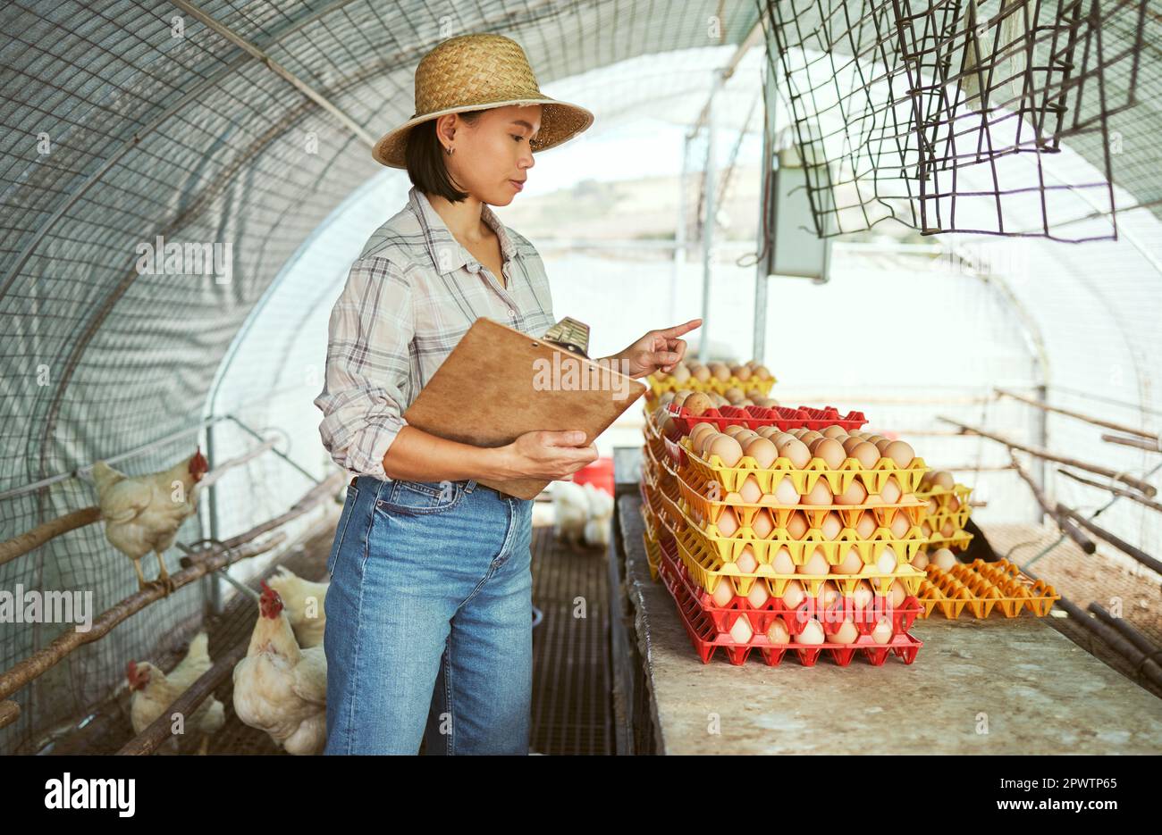 Chicken farm, egg farming and woman working with animals for management
