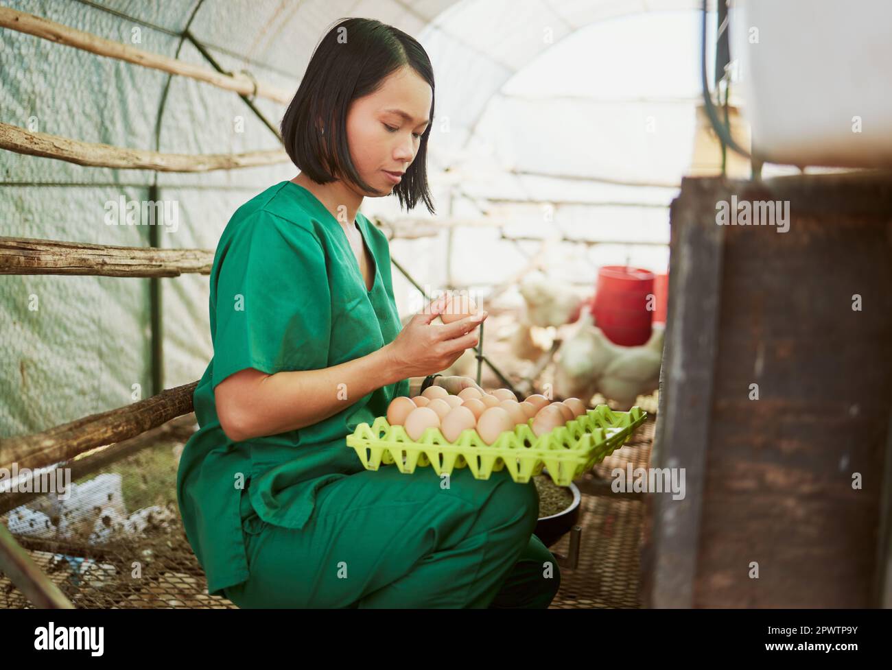 Farming, agriculture and vet with chicken eggs for inspection, quality