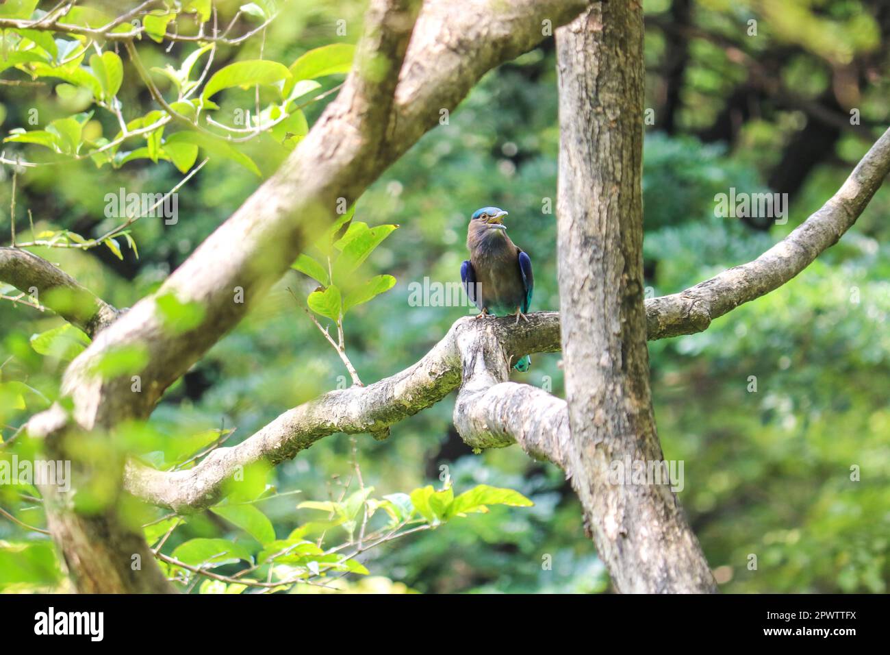 The Indochinese roller (Coracias affinis) or Burmese roller sings on a