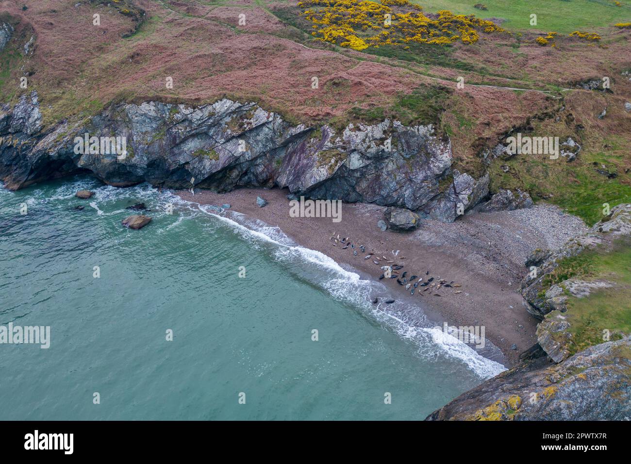 Grey Seals (Halichoerus Grypus) at Glen beach, Wicklow, Ireland. Drone