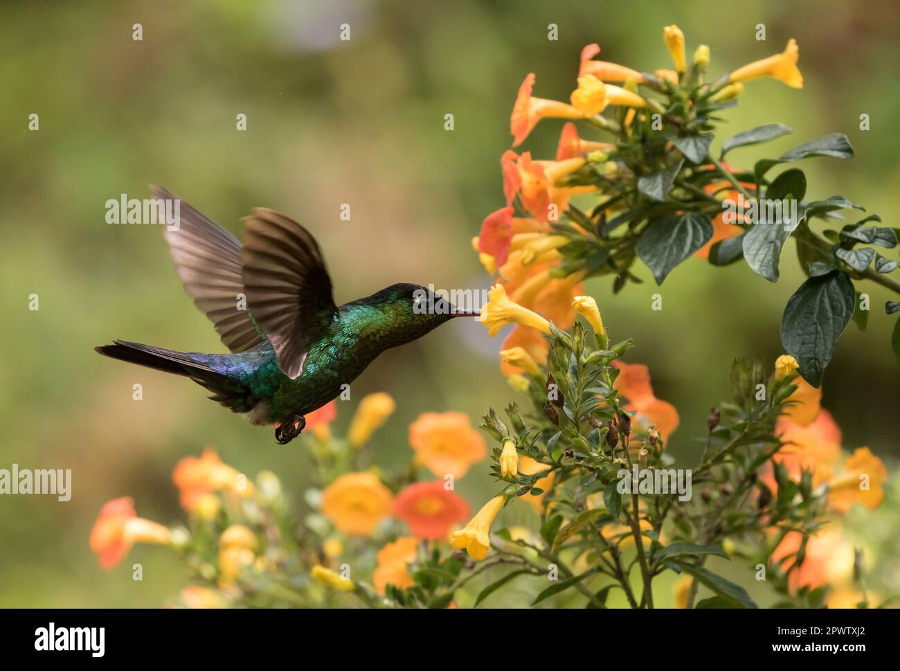 Closeup of Fiery-throated Hummingbird in flight, feeding from the nectar of flowers from Marmalade Shrub, Panama Stock Photo