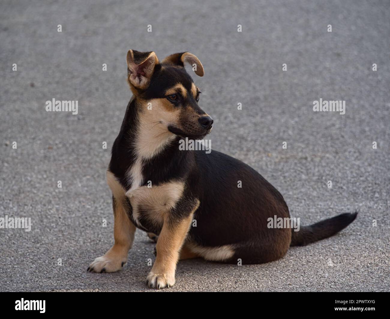 adorable cute dog puppy . Croatian small breed dog called međi ( Croatian  translation: " mali međimurski pas Stock Photo - Alamy