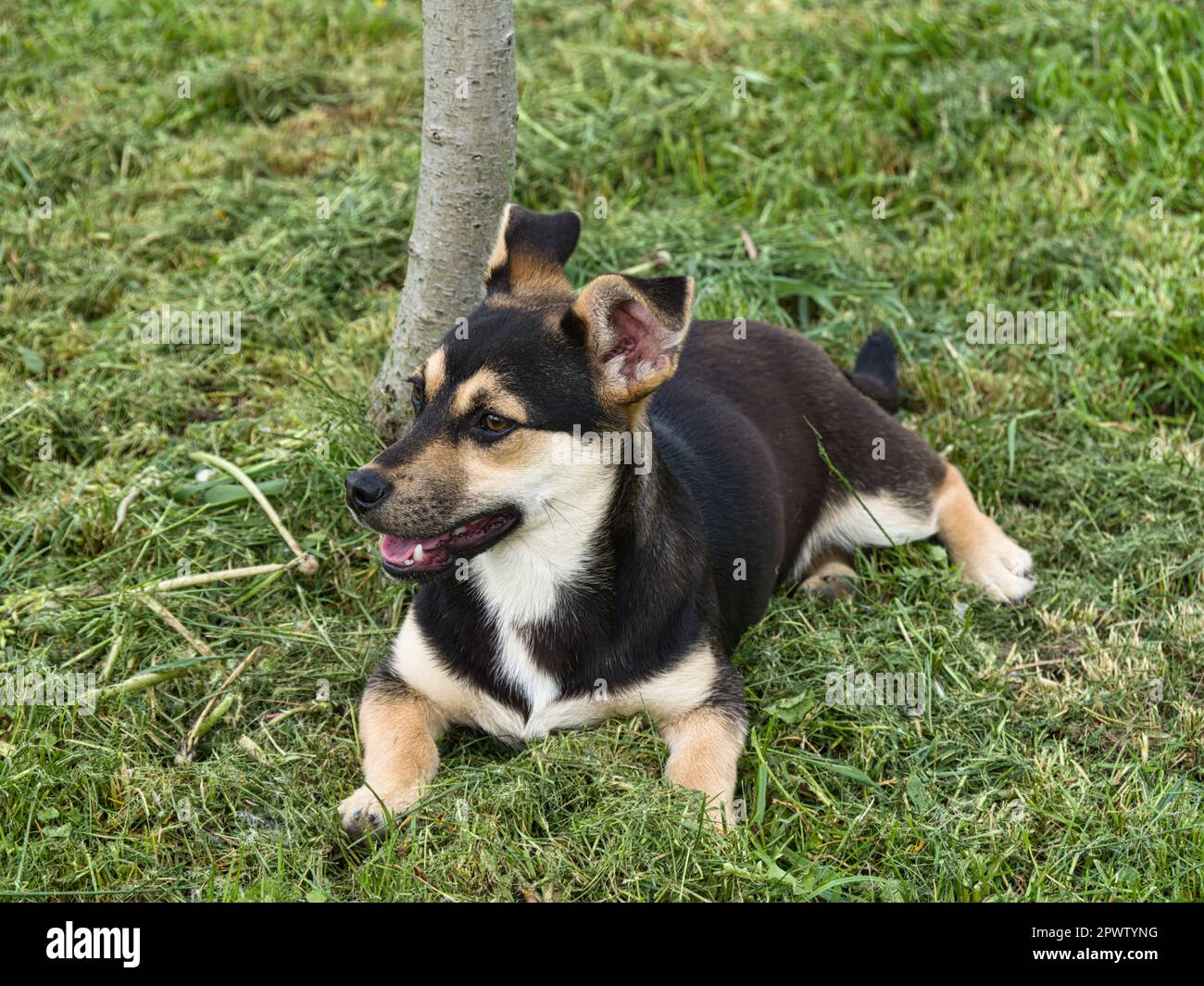 adorable cute dog puppy . Croatian small breed dog called međi ( Croatian  translation: " mali međimurski pas Stock Photo - Alamy