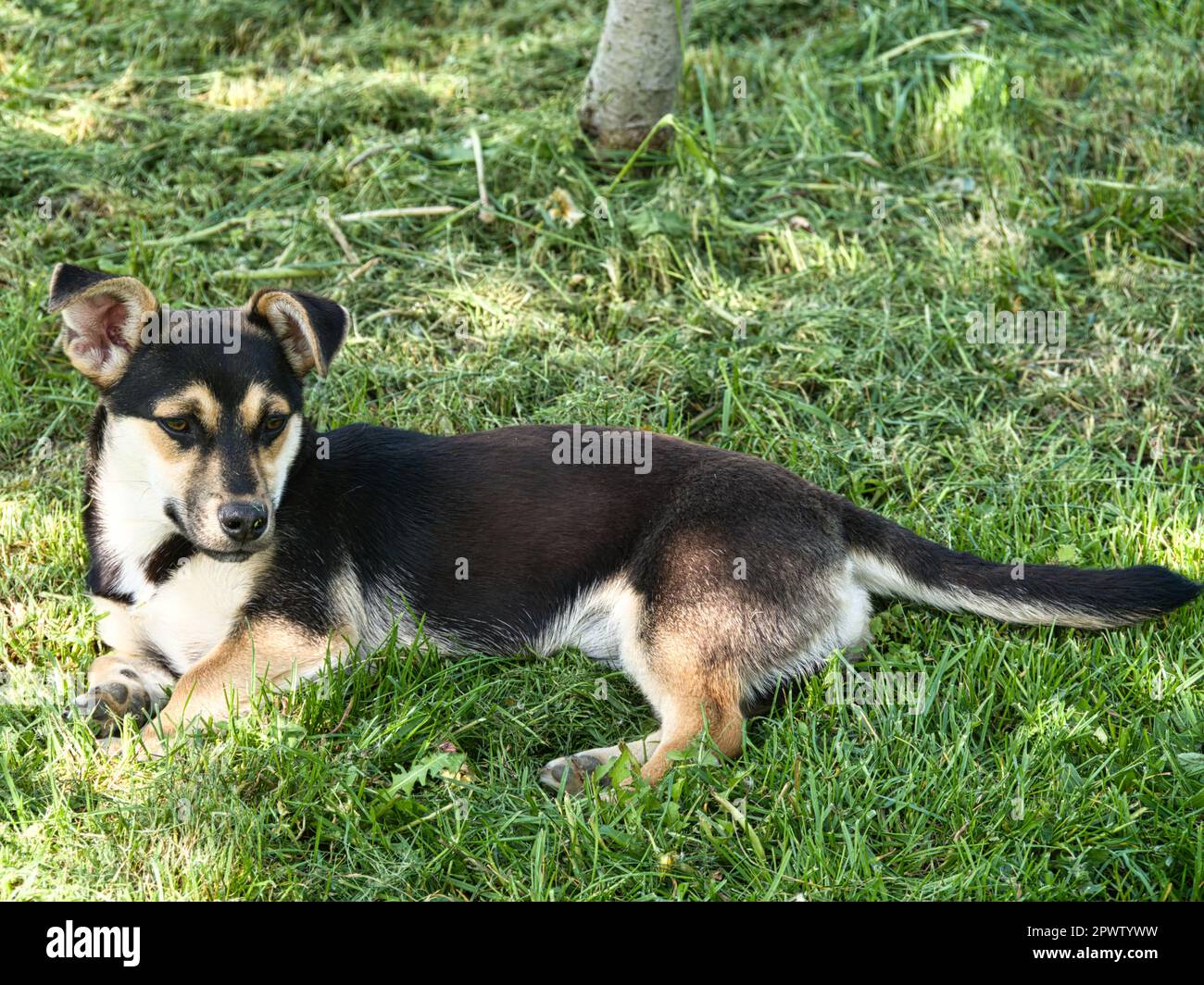adorable cute dog puppy . Croatian small breed dog called međi ( Croatian  translation: " mali međimurski pas Stock Photo - Alamy