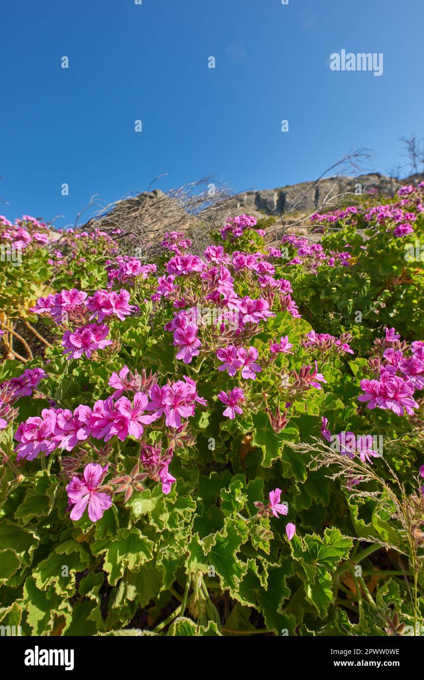 Colorful pink flowers with green foliage growing on a mountain slope against a clear blue sky background with copy space from below. Regal pelargonium Stock Photo