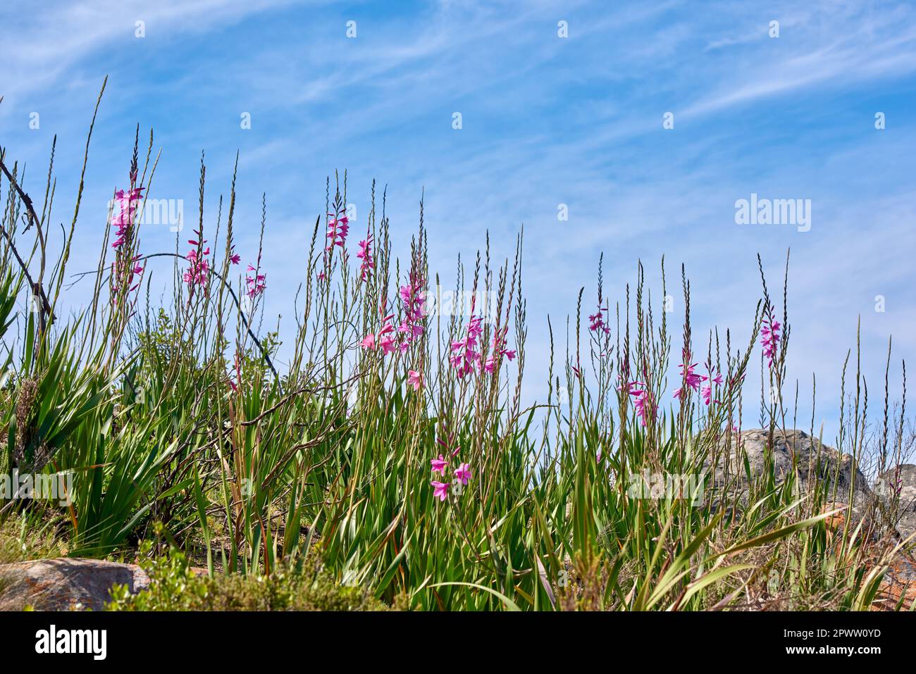Pink wild watsonia flowers growing on hill against a blue cloudy sky. Low angle of purple Bugle Lily plants blooming between rocks and grass with copy Stock Photo