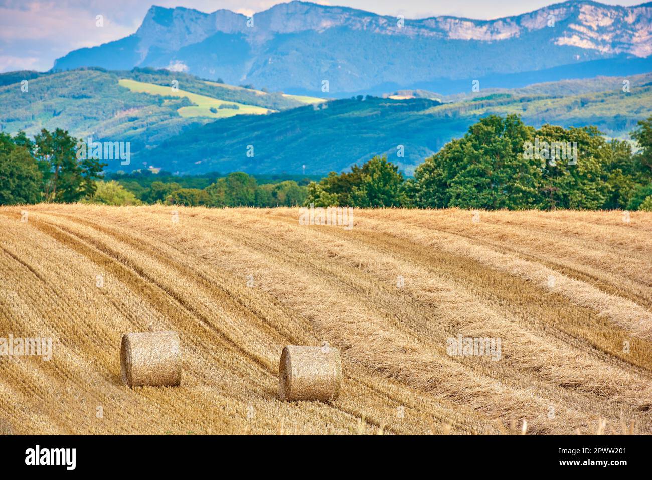 Round hay bales of straw rolled on agricultural farm pasture and grain