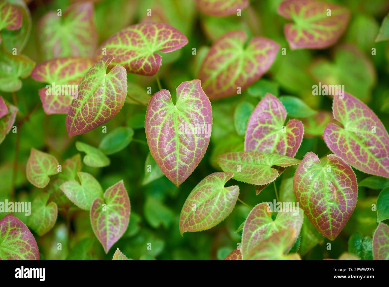 Bright green and red leaves growing in a garden. Closeup of barrenwort, fairy wings or persian epimedium from the berberidaceae species of flowering p Stock Photo