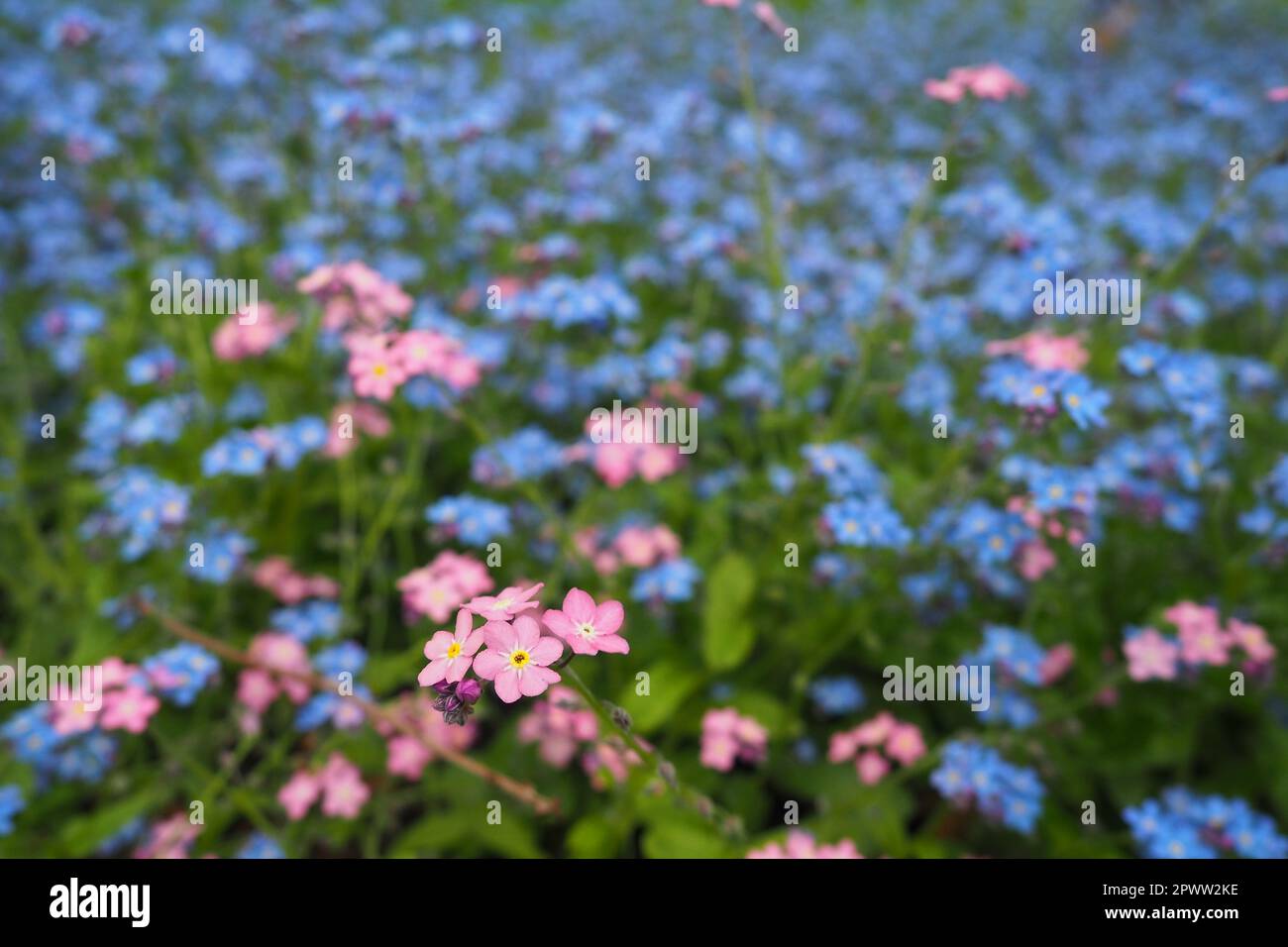 Forget-me-nots. Myosotis flowering blue pink plants in the family Boraginaceae. Forget-me-nots or scorpion grasses. Myosotis alpestris flowers for dec Stock Photo