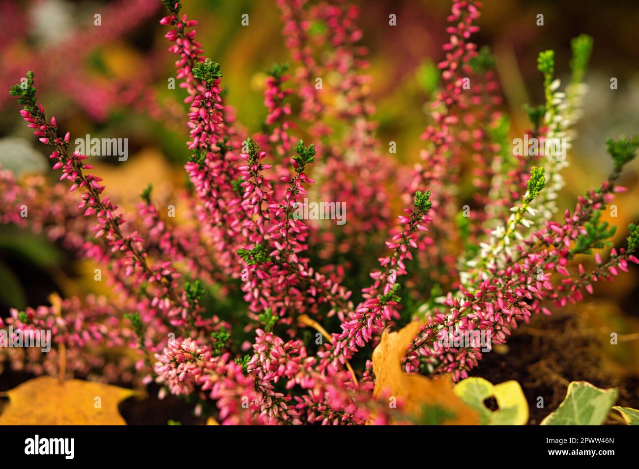 Erica (heather) in autumn light with beautiful bokeh. Close up of a flower. Plants photo from nature Stock Photo