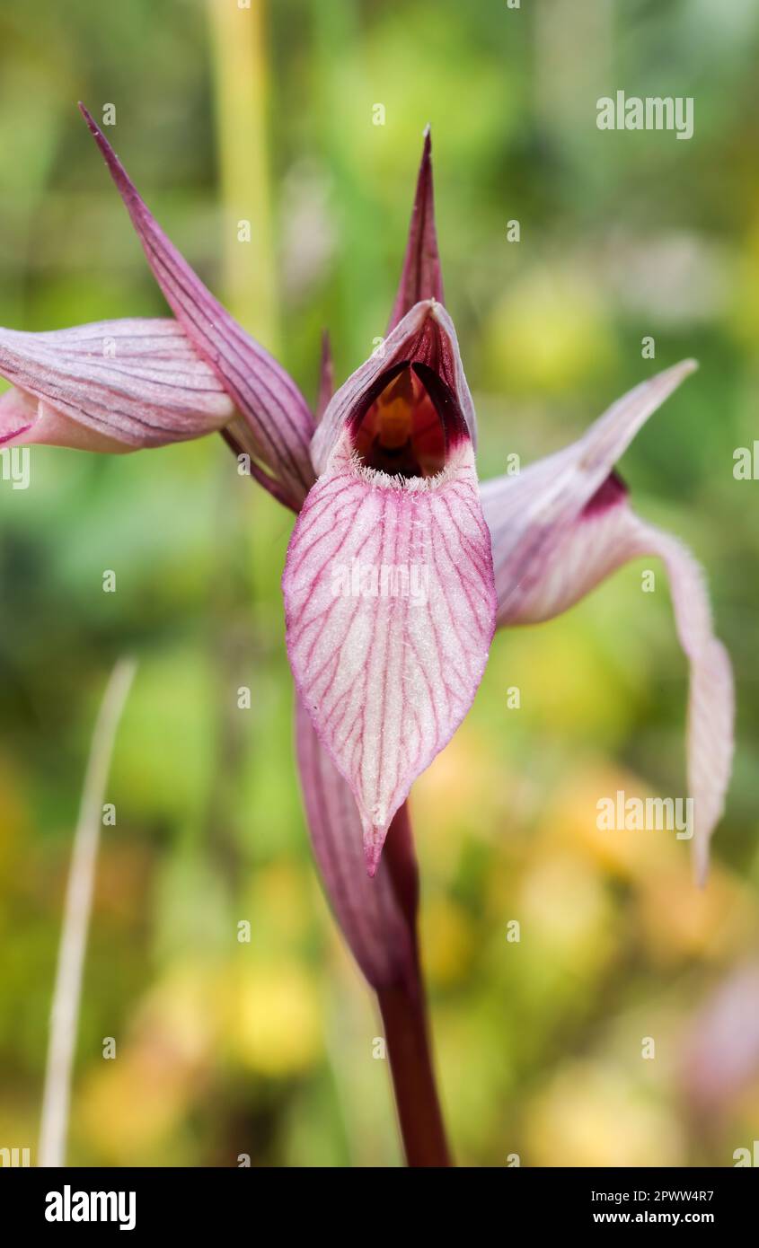 Tongue-orchid Stock Photo