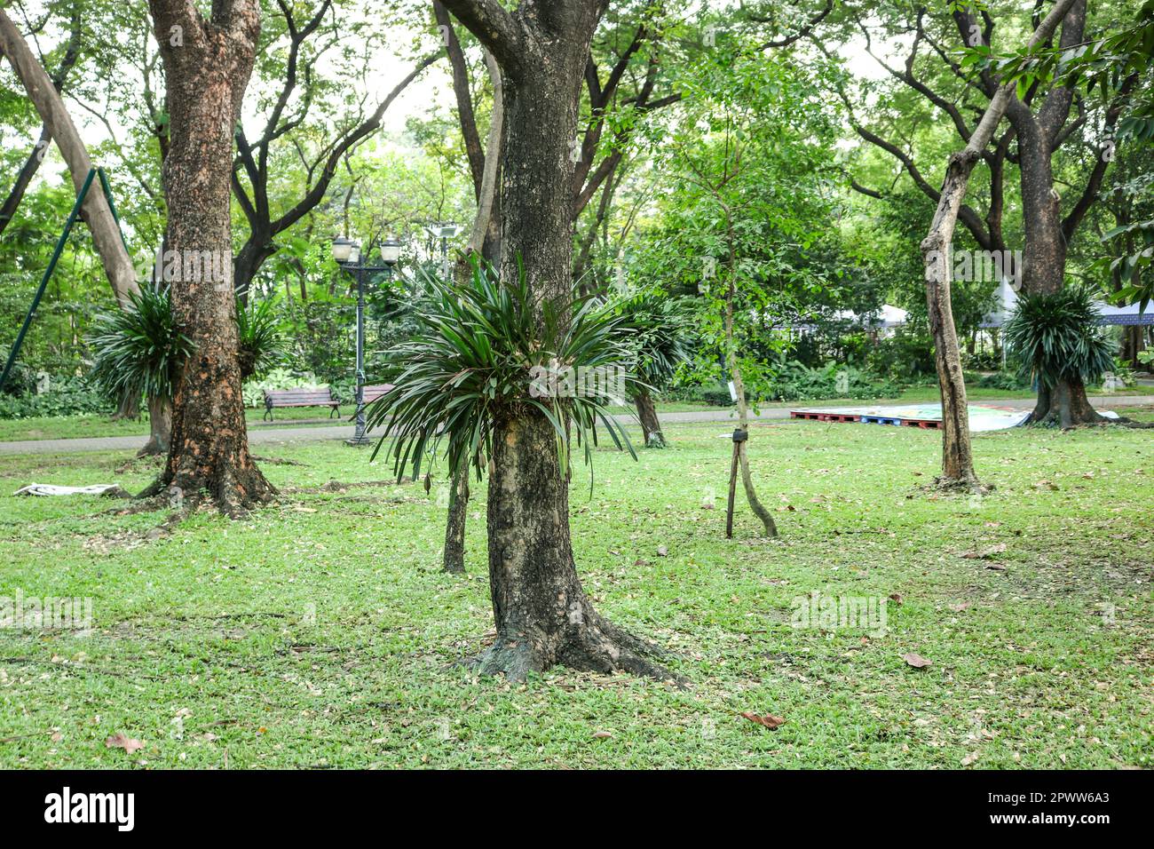 Epiphytic plants growing on phorophytic trees, a city park in Bangkok, Thailand. Stock Photo
