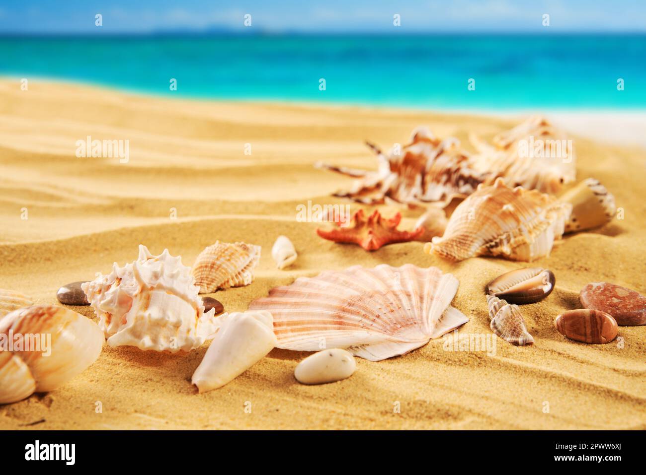 Beautiful summer beach background with different seashells and starfish on sandy seashore and turquoise water. Vacation concept Stock Photo