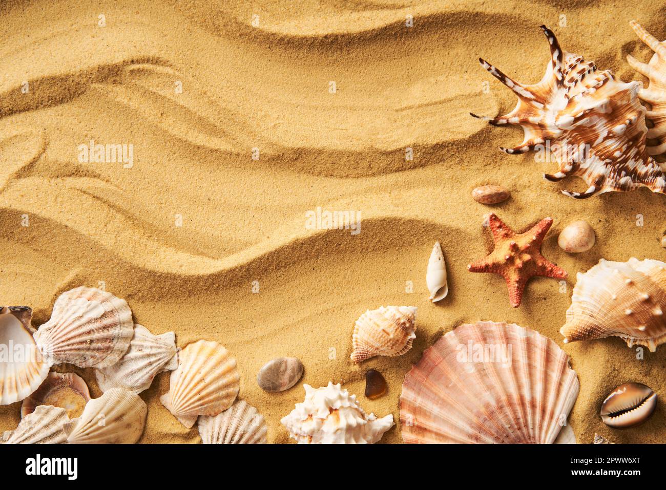 Amazing seashells on sea beach sand background with copy space for text. Top view, flat lay. Summertime, sea vacation, travel concept Stock Photo