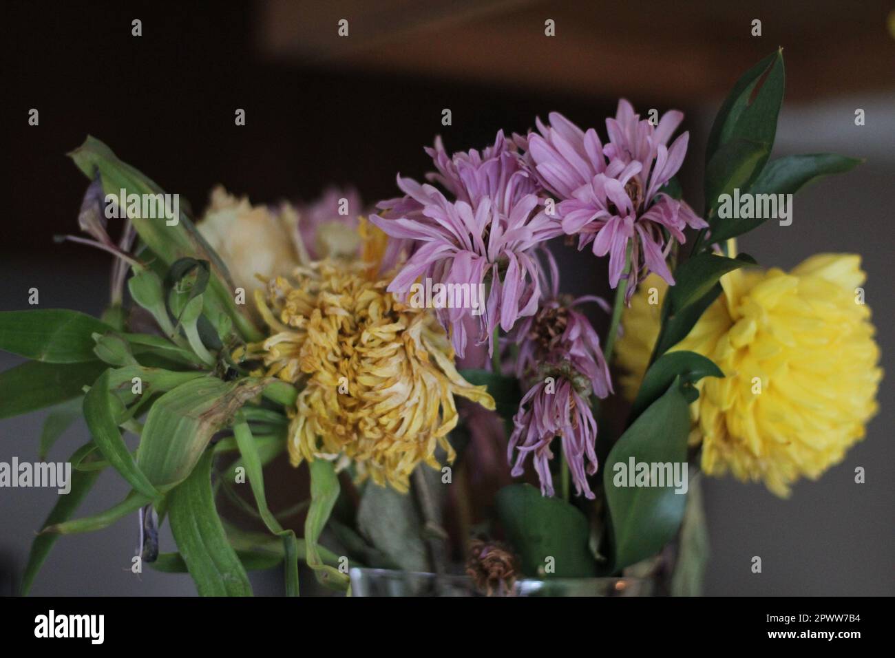 Close-up shot of a Wilting  Spring Floral Bouquet -Details and image has purple, yellow, and green throughout. Great for education or dramatic effect Stock Photo