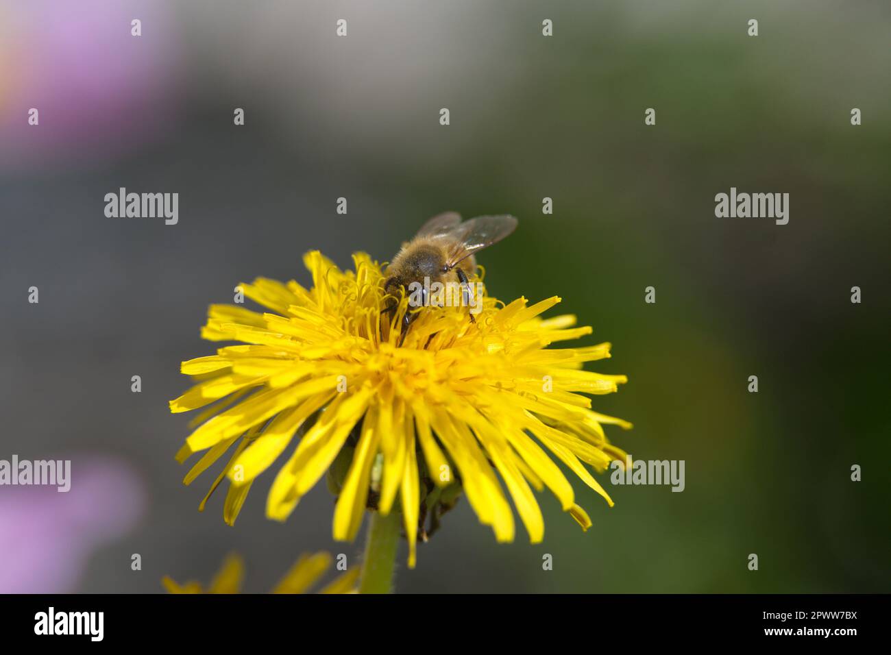Macro photography of a honey bee on a flower Stock Photo